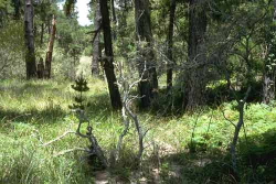 Pine rose habitat in open understory of native Monterey pine forest, S.F.B. Morse Botanical Preserve, Del Monte Forest. Photo © Barbara Ertter.   